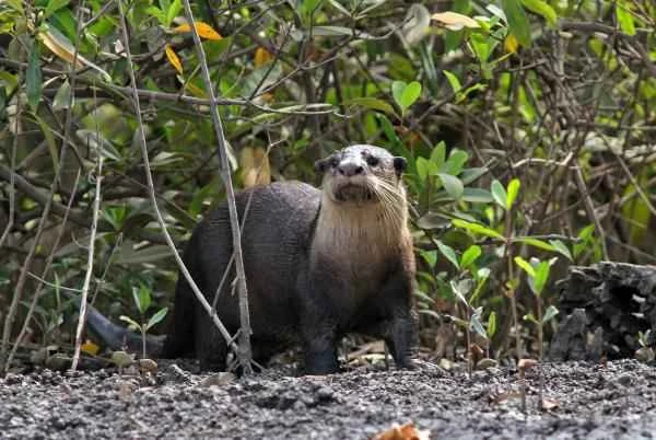 Tipos de nutrias - Nutria africana (Aonyx capensis)