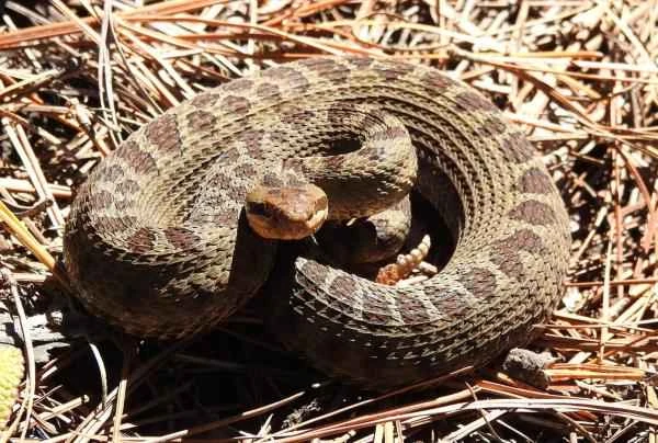 Mexican reptile - Volcanic rattlesnake (Crotalus triseriatus)