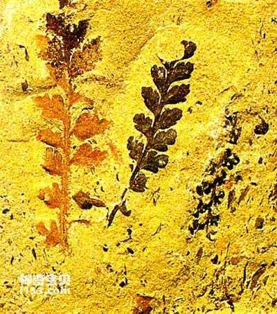 Five types of molded fossils