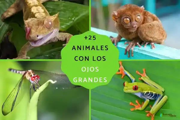 25+ animals with "big eyes" (name, scientific name, key points)