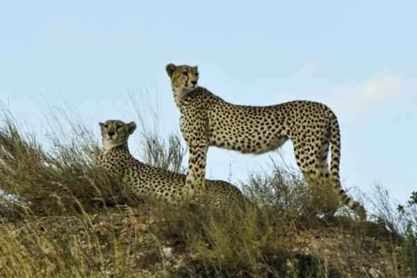 Animales cuadrúpedos: ejemplos y lista - Guepardo (Acinonyx jubatus)