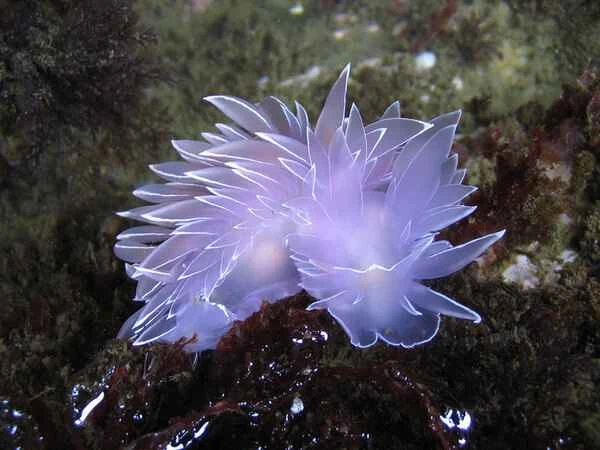Sea slugs: fascinating marine life