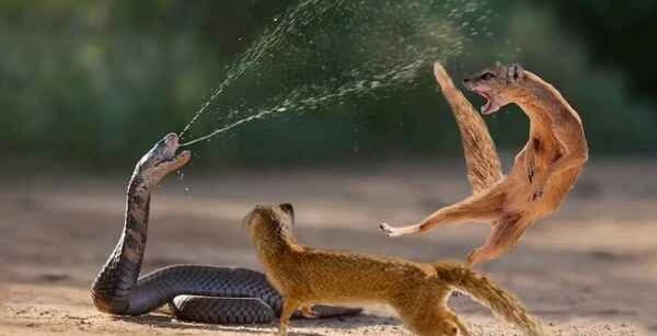 maxresdefault (1).jpg