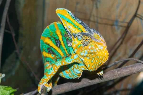 Varieties of Chameleons - Yemeni Chameleons