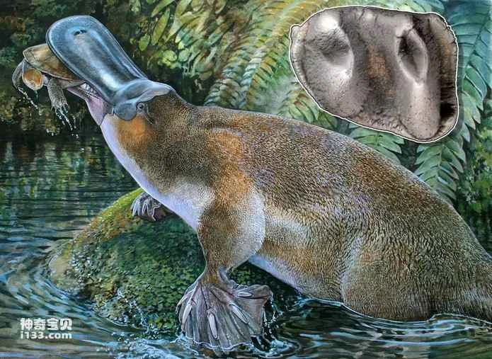 What are the habits of a platypus? (Detailed introduction)