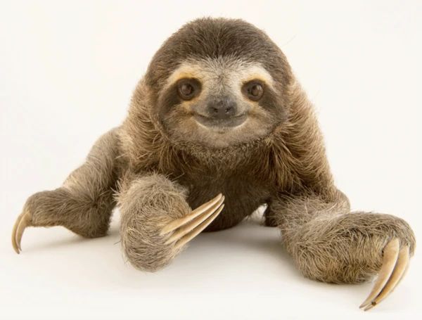 What is the slowest animal in the world? Explore the slowest creatures on Earth.