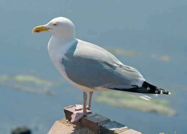 Types of gulls - Herring gull (Larus argentatus)