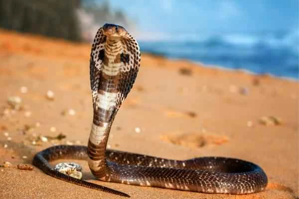 Indian animals - King Cobra or King Cobra Hannah