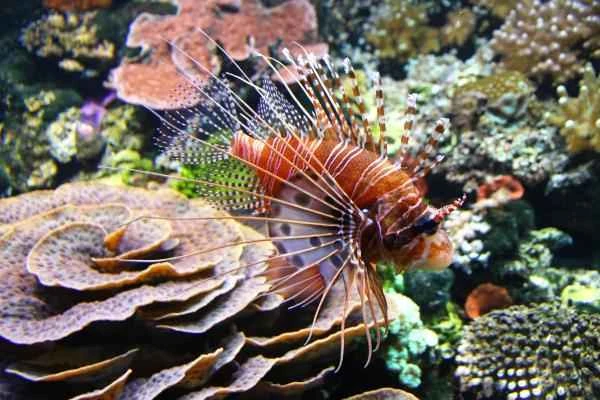 Lionfish: Characteristics and Information of This Invasive Species - Lionfish Habitat
