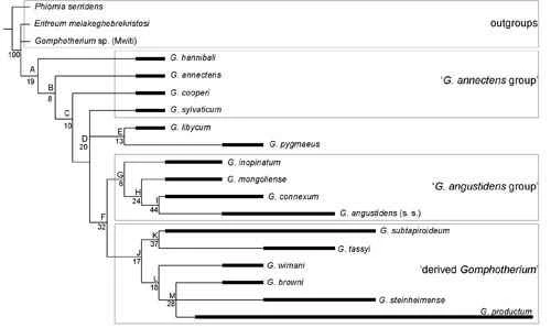 The discovery and evolution of the Tautzian gondola.