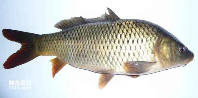 Nutritional value of my country's ten most common edible fish