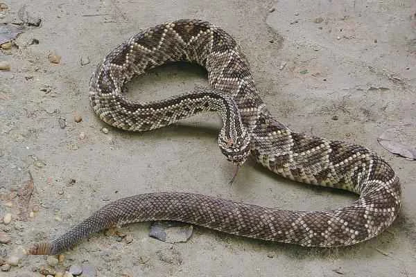 Animales venenosos de México - Víbora de cascabel (Crotalus durissus)