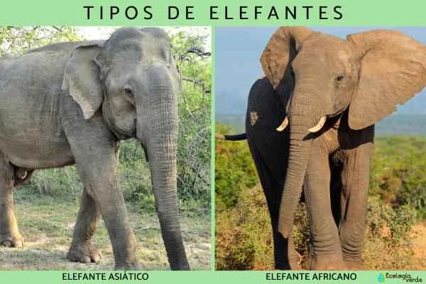 What kinds of elephants are there? An analysis of the differences and current situation between Asian and African elephants.