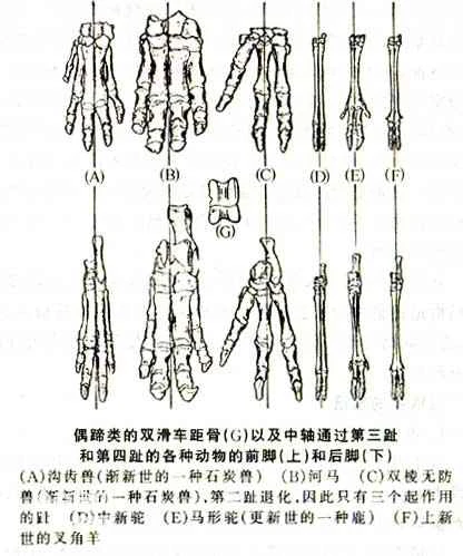 Origin and characteristics of even-toed ungulates