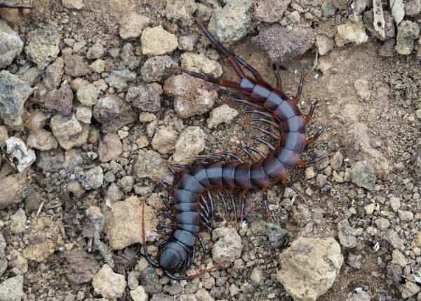 The world's top ten most venomous centipedes: Have you ever seen my country's Red Giant Centipede?