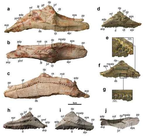 Origin and Evolution of Yang's Laiyangosaurus