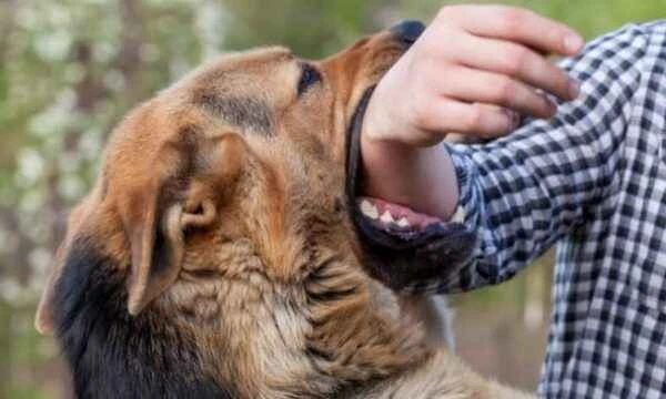 Killing Owner's Pet: Shocking Cases and Lessons