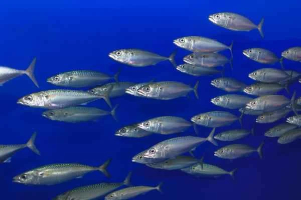 Pelagic Fish: What They Are, Characteristics, and Examples - Mackerel