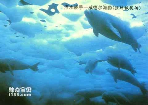 The mystery of the Weddell seal's long dives (by an excellent diver)