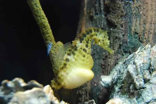 Tipos de caballitos de mar - Caballito de mar barrigudo (Hippocampus abdominalis)
