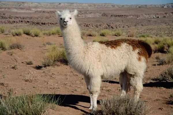 Animales de la sierra peruana - Llama (Lama glama)