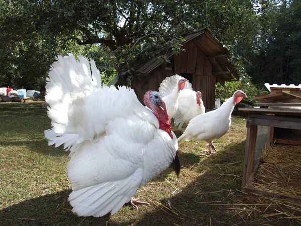 Top 10 Turkey Breeds: Choosing the Best Turkeys for Your Farm