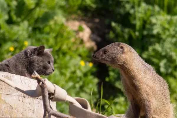 Meerkats: Characteristics, Habitat, and Diet - Feeding Meerkats
