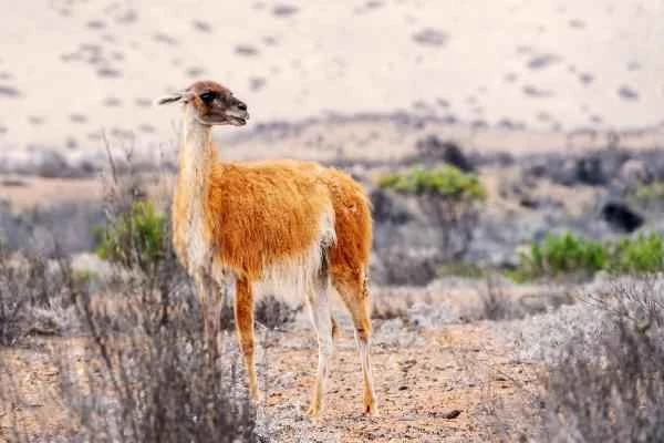 Animales de la sierra peruana - Guanaco (Lama guanicoe)