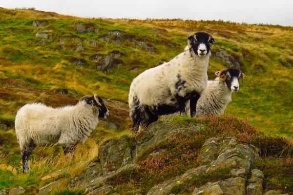 Tipos de ovejas - Oveja Blackface Escocesa