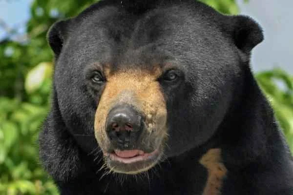 Bear species - Malayan sun bear (Helarctos malayanus)