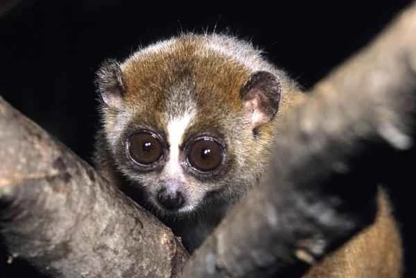 The characteristics, habitat, and diet of the slow loris, the world's only venomous primate.