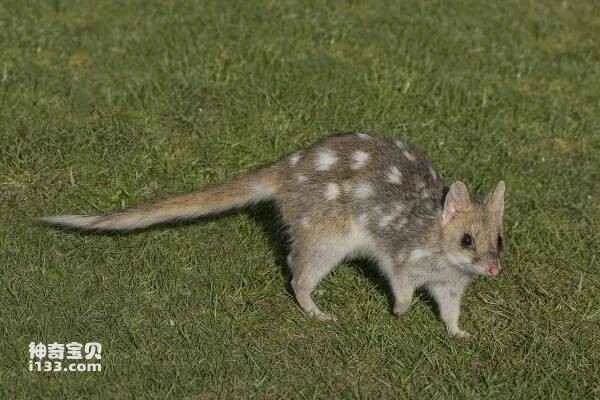 The world's ten animals with the most unusual reproductive behaviors