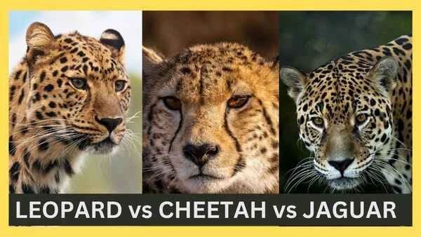 The ultimate showdown of big cats: What are the differences between jaguars, cheetahs, and leopards?