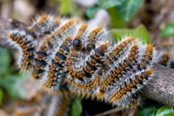 Pine Tree Moth: Season, Location, Life Cycle, and Treatment - Where to Find Pine Tree Moths