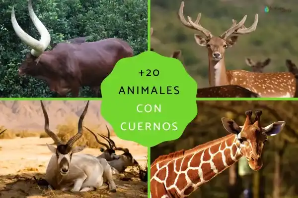 A comprehensive guide to over 20 species of "horned animals": definitions, distinctions, and representative species from each continent (with scientific names).