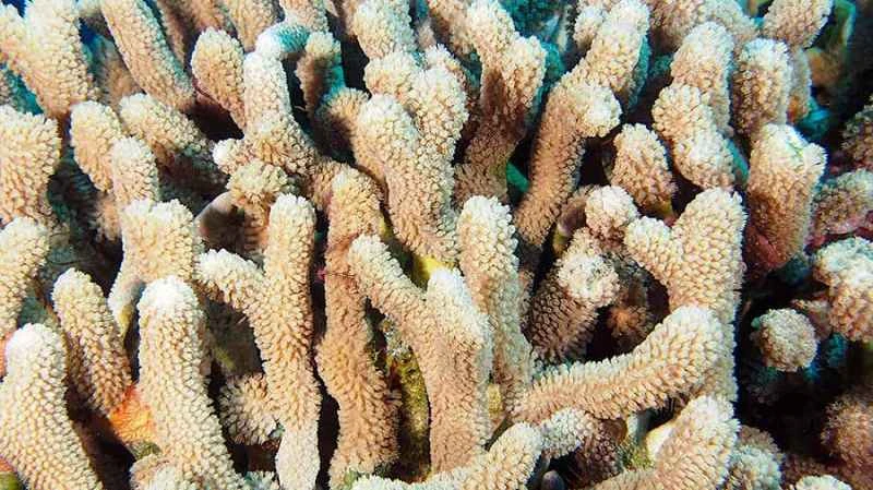 Branched finger coral - Porites furcata