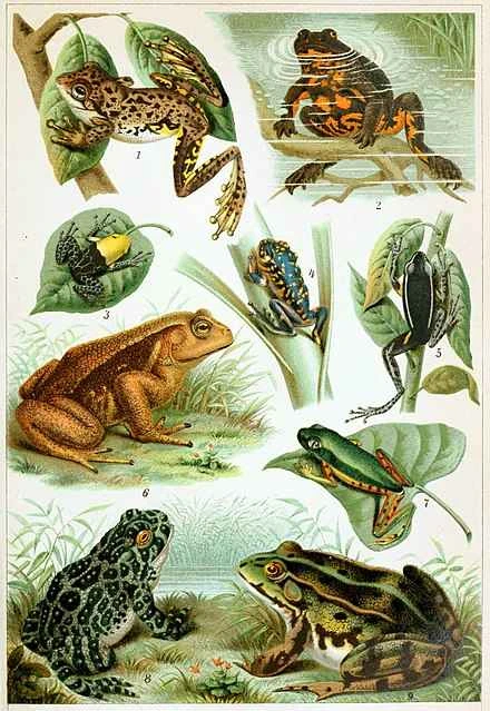 Detailed information about frogs and their habits (detailed introduction)