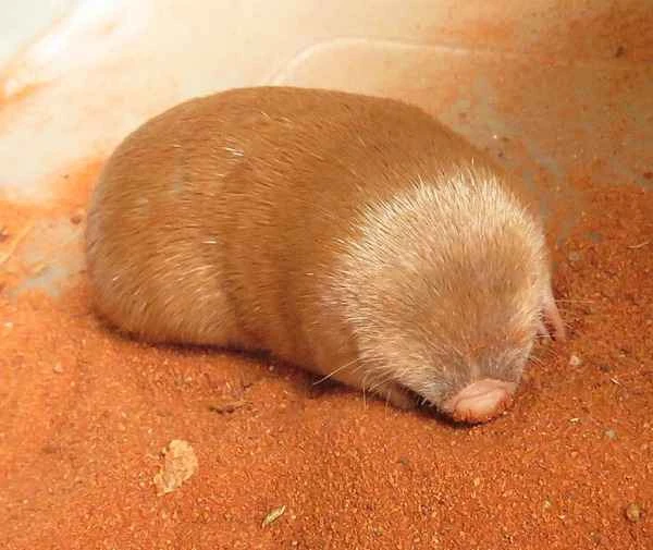 Species Resurrection: Hope for Return from the Brink of Extinction