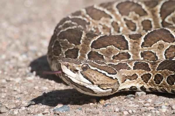 Reptiles of Argentina - Greater Ararat