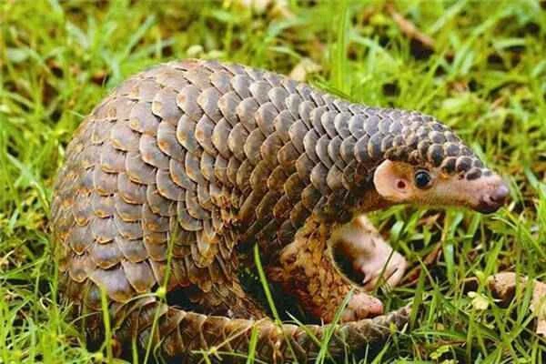 Wild Chinese pangolins have been discovered again in Zijin County, Heyuan City, Guangdong Province.