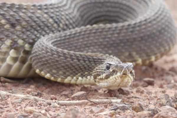 Argentine reptiles - rattlesnakes