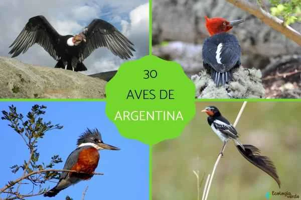 Bird Encyclopedia of Argentina: Introduction and Conservation Status of 30 Typical Bird Species