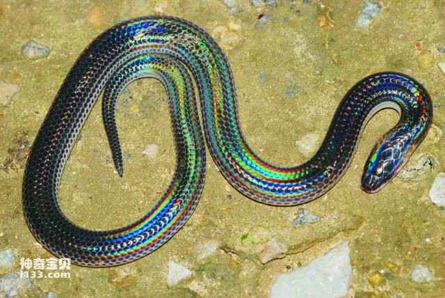 Which of the ten provinces in China with the most snakes has the most snakes?