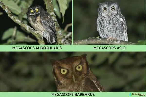 Owl species - Great Scops Owl (genus)