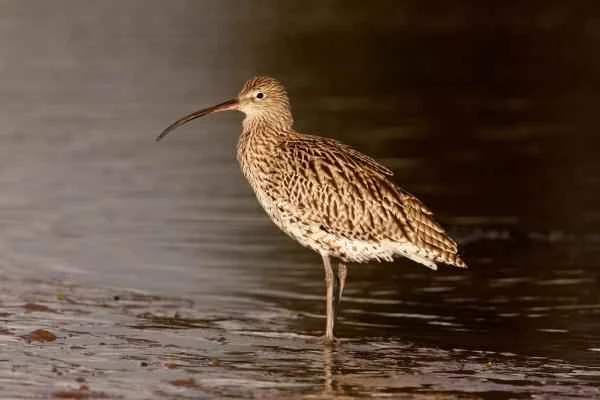 Aves limícolas: qué son y ejemplos - Zarapito real (Numenius arquata)