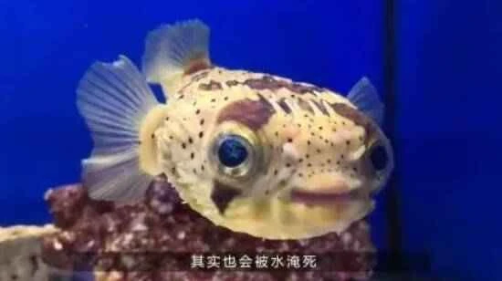 Fish can actually drown?