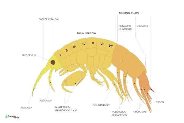 Qué son los anfípodos: ejemplos y características - características de los anfípodos
