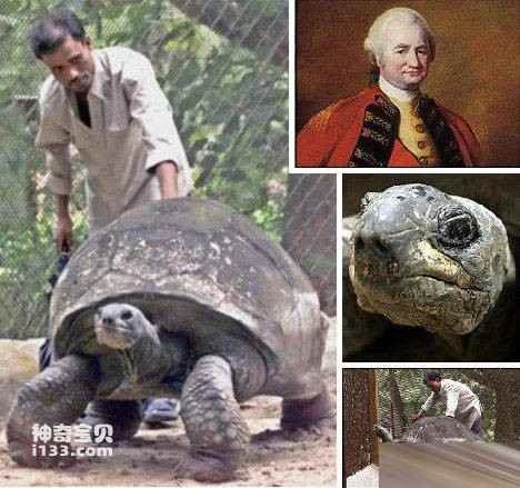 The 10 Longest-living Animals (The 10 Oldest Stars in the Animal Kingdom)