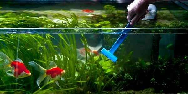 How to Clean a Freshwater Fish Tank: A Comprehensive Guide