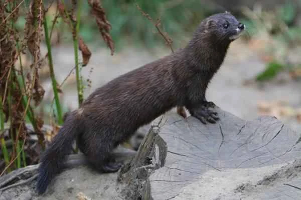 Mustelids: What are they and examples - European mink (Mustela lutreola)